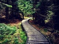 Wooden winding walkway in coniferous forest in beautiful green landscape