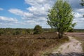 Walkway trough LÃÂ¼neburger Heide, Blue sky