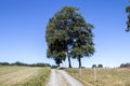 walkway trough meadows, trees, and fields, blue sky, fence at the walkway Royalty Free Stock Photo