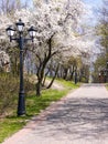 Walkway under blooming cherry trees in park at sunny spring day Royalty Free Stock Photo