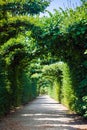 Walkway under a green natural tunnel