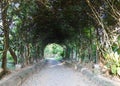 Walkway under long metal pergola Royalty Free Stock Photo