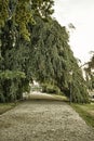Walkway under an old big tree. Schwerin, Germany Royalty Free Stock Photo