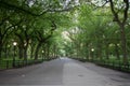 Walkway under the trees at Central Park in summer