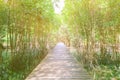 Walkway wood bridge in natural mangrove forest environment at Chanthaburi travel Thailand Royalty Free Stock Photo