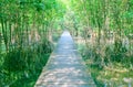 Walkway wood bridge in natural mangrove forest environment at Chanthaburi travel Thailand Royalty Free Stock Photo