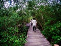 Walkway: wooden bridge in mangrove forest at Laem Phak Bia, Phetchaburi Thailand