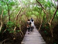 Walkway: wooden bridge in mangrove forest at Laem Phak Bia, Phetchaburi Thailand