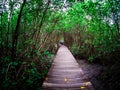 Walkway: wooden bridge in mangrove forest at Laem Phak Bia, Phetchaburi Thailand