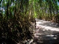 Walkway: wooden bridge in mangrove forest at Laem Phak Bia, Phetchaburi Thailand