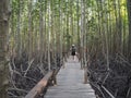 Walkway with wooden at Golden Meadow Prong, Thailand Royalty Free Stock Photo