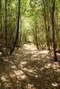 Walkway in the woods of surrey england Royalty Free Stock Photo