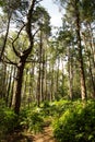 Walkway in the woods of surrey england Royalty Free Stock Photo