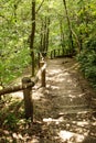 Walkway in the woods of surrey england Royalty Free Stock Photo