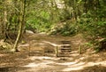 Walkway in the woods of surrey england Royalty Free Stock Photo