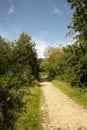 Walkway in the woods of surrey england Royalty Free Stock Photo