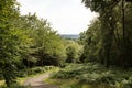 Walkway in the woods of surrey england Royalty Free Stock Photo