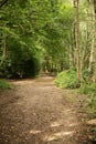 Walkway in the woods of surrey england Royalty Free Stock Photo
