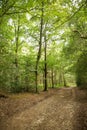 Walkway in the woods of surrey england Royalty Free Stock Photo