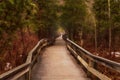 Walkway through the woods