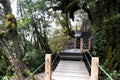 Walkway through World's Oldest Mossy Forest Royalty Free Stock Photo