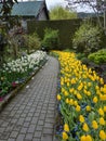 Walkway with yellow tulips and white puschkinia flowers in a botanical park