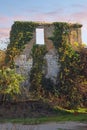 Wall of abandoned house overgrown with green ivy. Montenegro, Tivat Royalty Free Stock Photo
