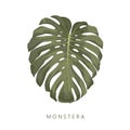 Monstera high quality, deatiled hand drawn leaf. Royalty Free Stock Photo