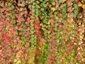 Wall with autumn ivy colorful plant