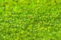 Wall background from green leaves of creepers plant