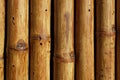 Texture of bamboo trees close-up