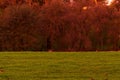 Wall Of Bare Winter Trees Beyond Green Lawn Royalty Free Stock Photo