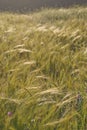 Wall Barley (Hordeum murinum) heads, waving in the morning sun.