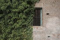 A wall and a barred window of a ruin are being overgrown by Ivy Royalty Free Stock Photo