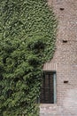 A wall and a barred window of a ruin are being overgrown by Ivy Royalty Free Stock Photo