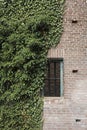 A wall and a barred window of a ruin are being overgrown by Ivy Royalty Free Stock Photo