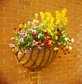 Wall Basket pansies Royalty Free Stock Photo