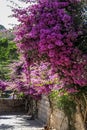 Wall of booming bougainvillea in the Garden of Gethsemane, Jerusalem Royalty Free Stock Photo