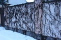 The wall is braided with dry vines with bunches of dry grapes on a winter day. The interlacing of vines creates a unique pattern