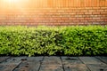 Wall brick and circle white window over green bush in the park with the sunlight. Authentic tree bush leaves wallpaper detail Royalty Free Stock Photo