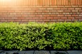 Wall brick and green bush over the ground concrete in the park with the hard sunlight. Royalty Free Stock Photo