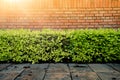 Wall brick and green bush over the ground concrete in the park with the hard sunlight Royalty Free Stock Photo