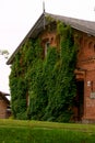 The wall of the brick house was overgrown with wild grapes Royalty Free Stock Photo