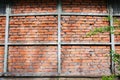 Wall from the brick stones. Green branches. New building Royalty Free Stock Photo