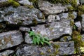 Wall of Stones Royalty Free Stock Photo