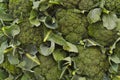 Wall of Broccoli heads