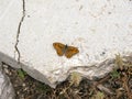 Wall brown butterfly with black doted wings on stone top view