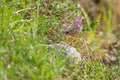 Wall Brown butterfly with dots feeding on flowers in the summer Royalty Free Stock Photo