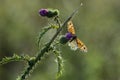 Wall Brown butterfly feeding on flowers Royalty Free Stock Photo