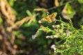 Wall Brown butterfly feeding on flowers Royalty Free Stock Photo